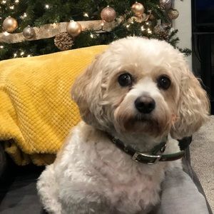 Meet your Posher, Shelly